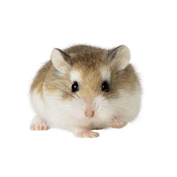 Hamster Robo