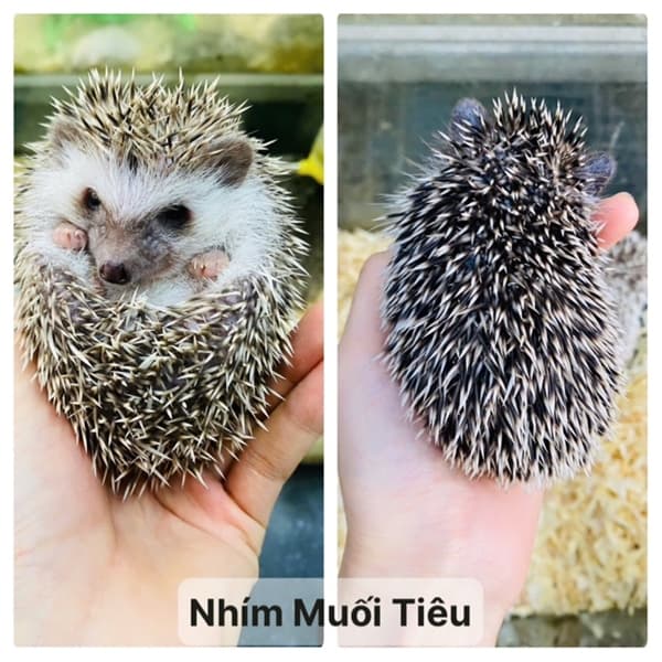 Nhím Kiểng