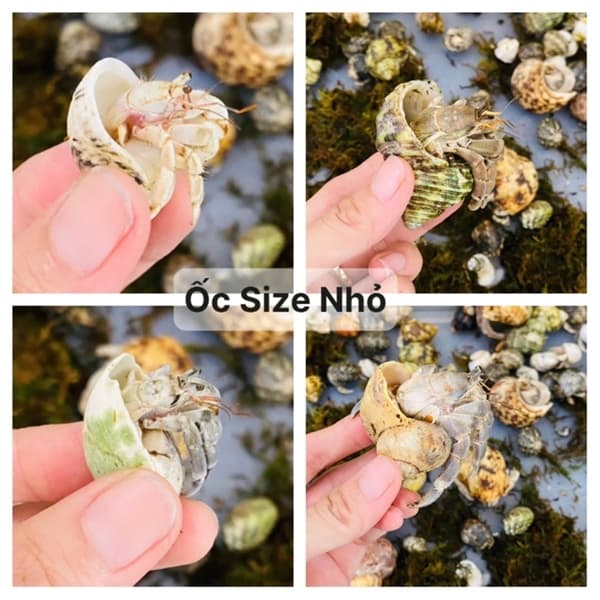 Ốc Đổi Vỏ Rugo