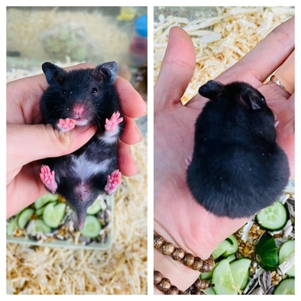 Hamster Bear