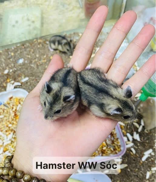Hamster Winter White